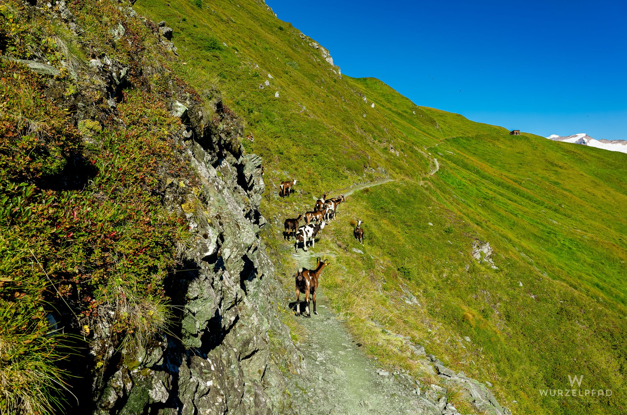 Ziegen am Muhs-Panoramaweg